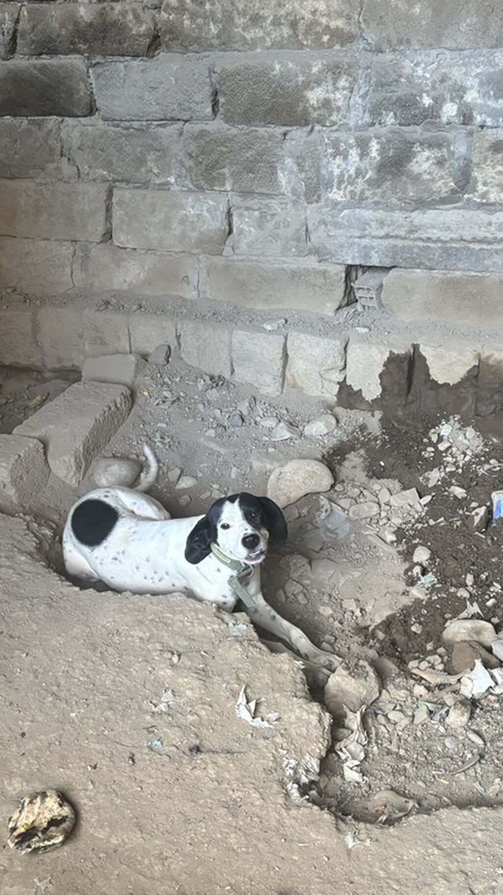 Erkək, Peyvəndli — Köpəklər, Şamaxı (3)