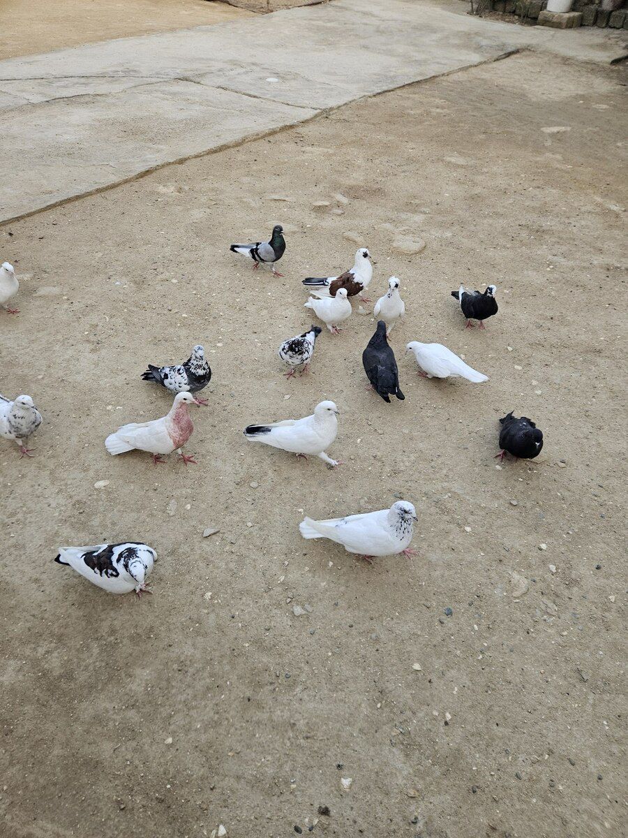 Göyərçinlər — Quşlar, Bakı (2)