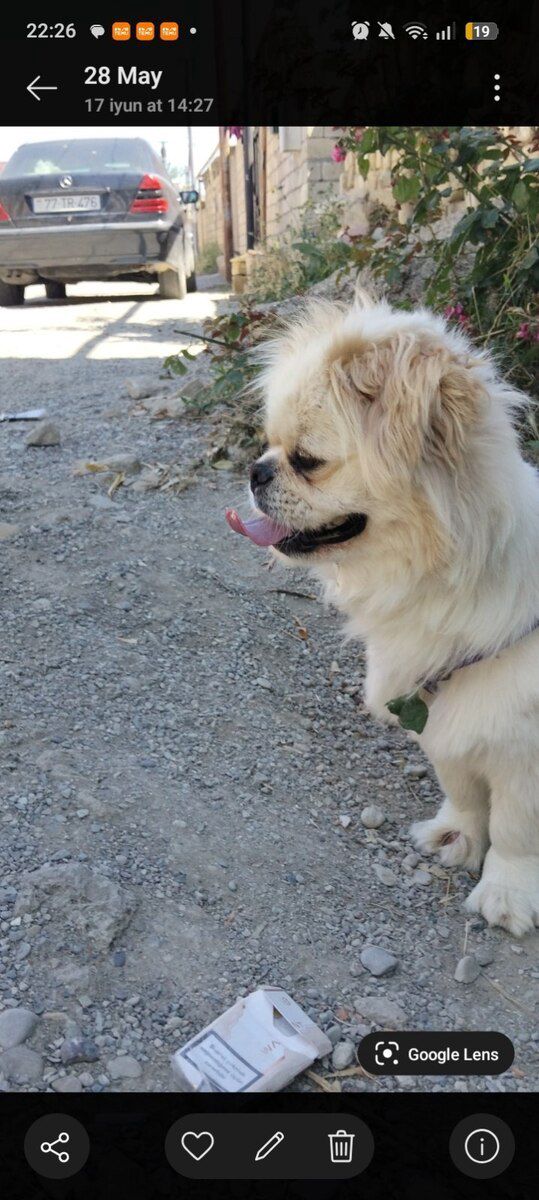 Pekines — Köpəklər, Bakı (2)