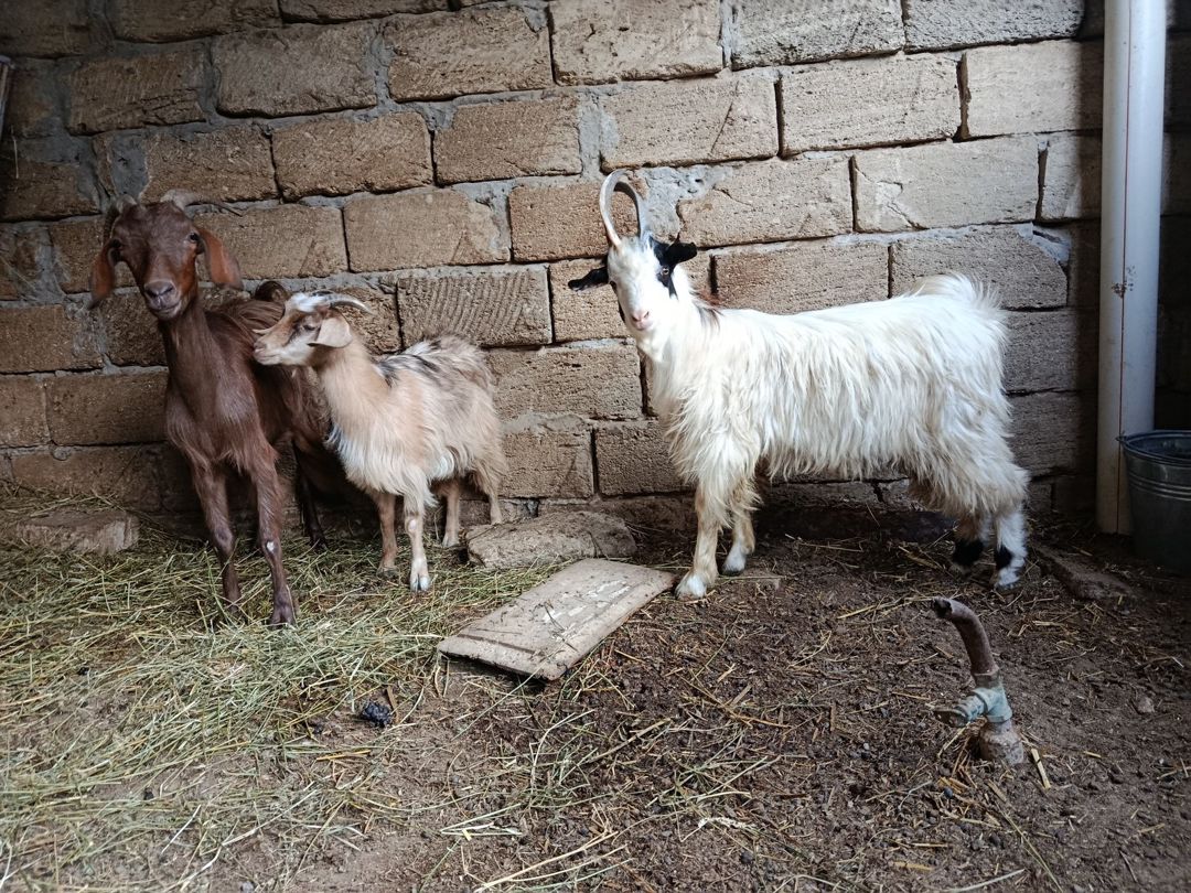 Keçilər — Heyvanlar, Bakı (3)