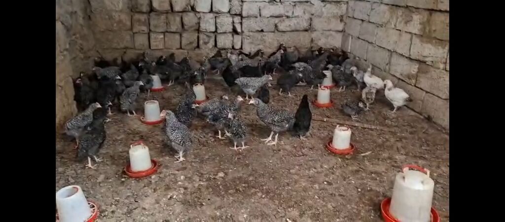 Toyuq cücələri, Ətlik, Ünvandan götürmə — Toyuq və xoruz, Digah (3)