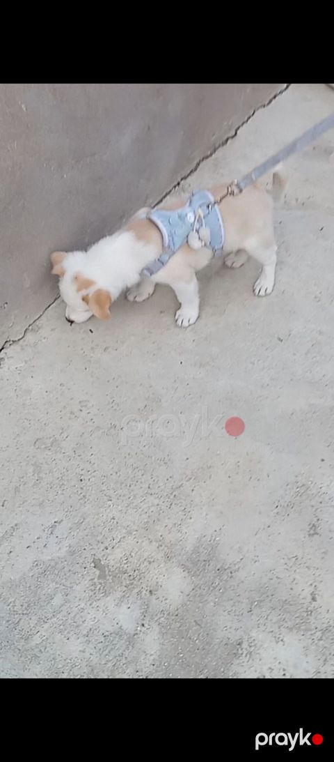 Evi iti çox aqli və erkekdir yaxşı iti
