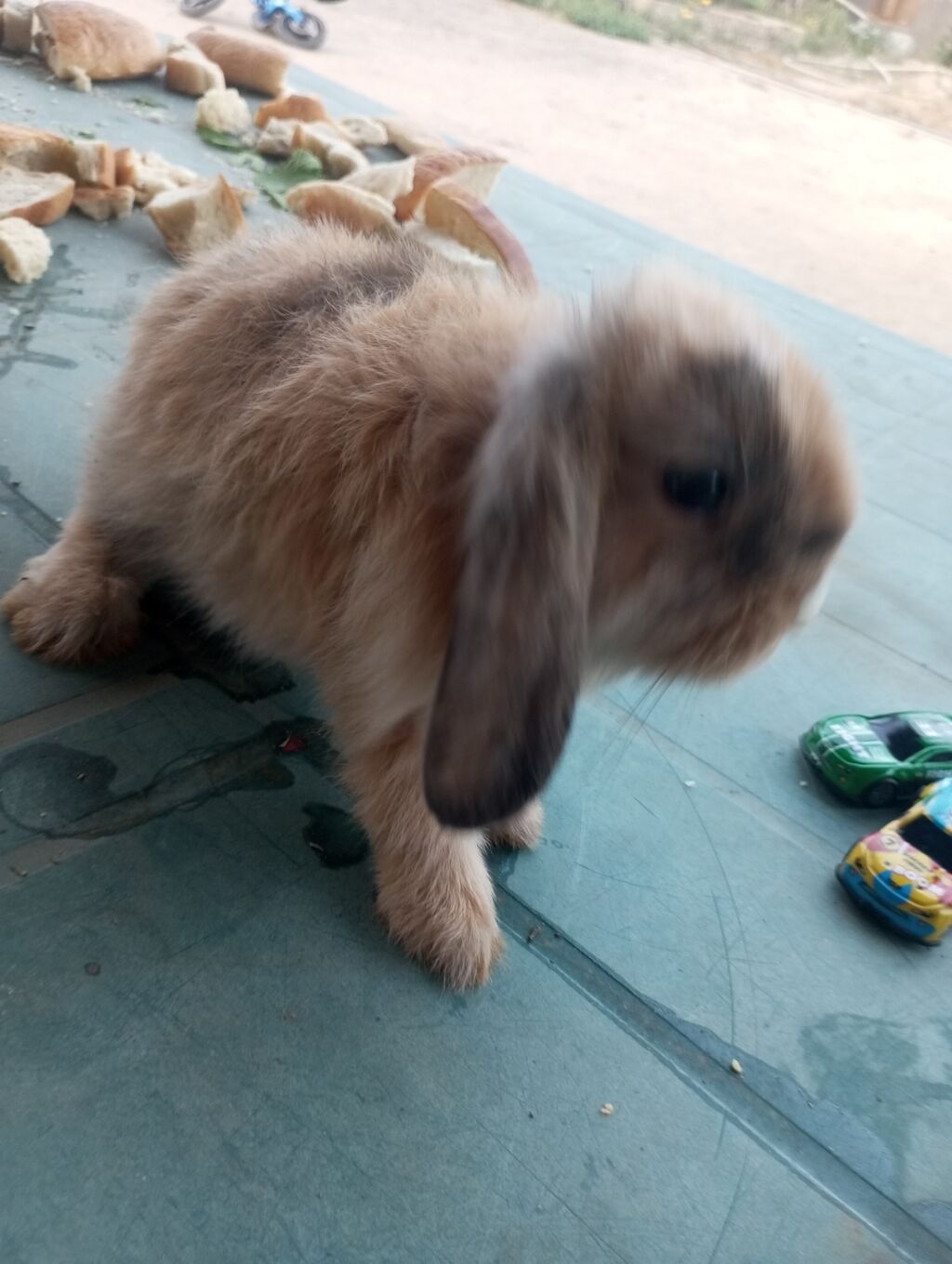 Holland Lop qulaqlı dekorativ dovşan balaları - Cins: Lop (sallanan — Dovşanlar, Digah (4)