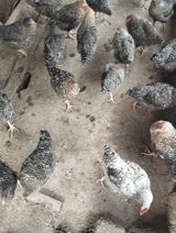 Toyuq, Yumurtalıq, Ünvandan götürmə — Chickens and roosters