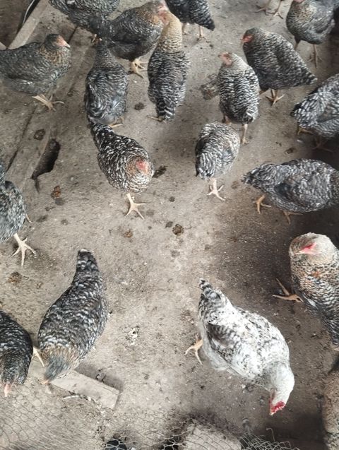 Toyuq, Yumurtalıq, Ünvandan götürmə — Xaçmaz
