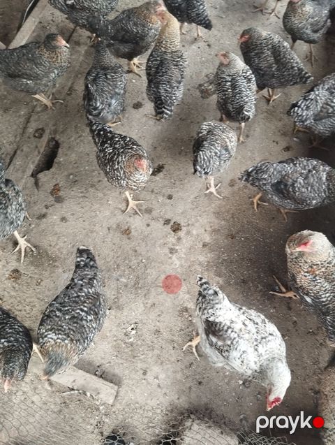 Toyuq, Yumurtalıq, Ünvandan götürmə — Xaçmaz