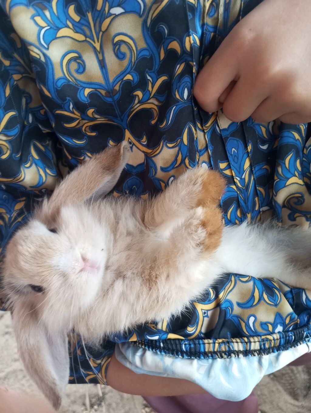 Holland Lop qulaqlı dekorativ dovşan balaları - Cins: Lop (sallanan — Dovşanlar, Digah (5)