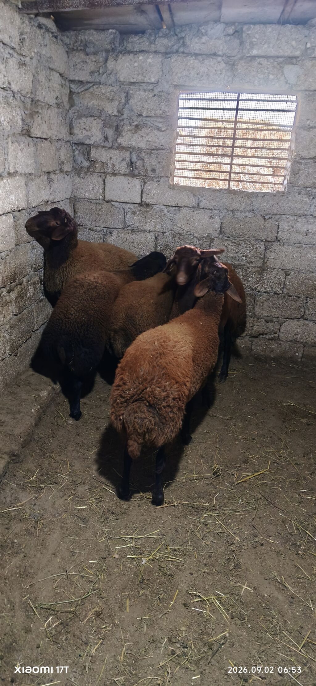 Erkey quzular satılır öz heyvanlarmın balasıdı sağlam problemsiz — Kənd təsərrüfatı heyvanları, Bakı (3)