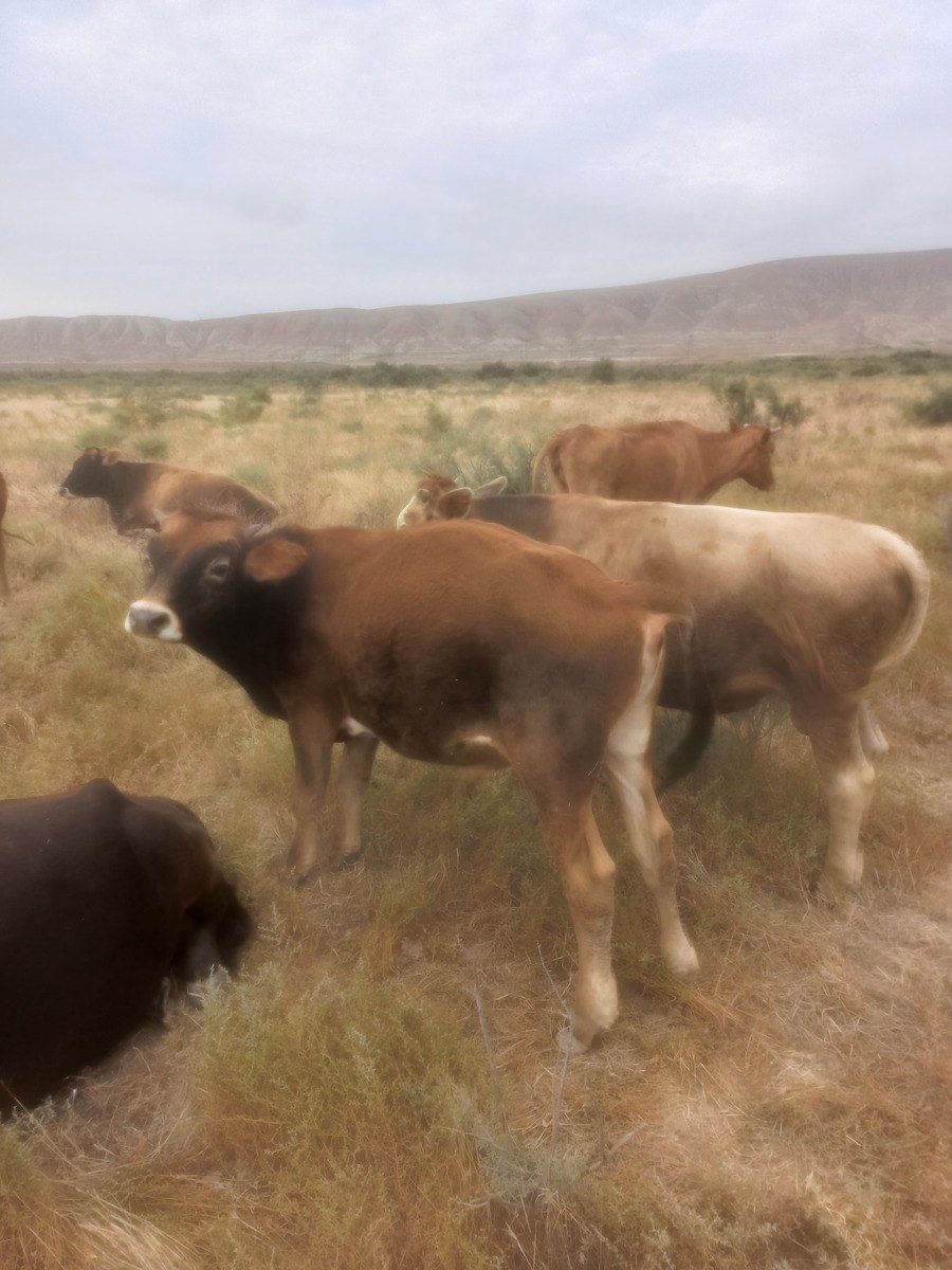 Dana — Kənd təsərrüfatı heyvanları, Sumqayıt (8)
