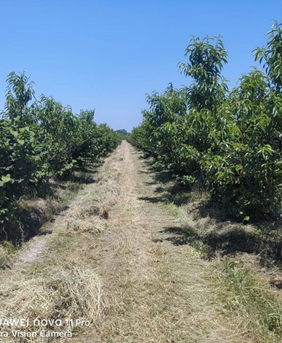 320 sot torpaq sahəsi, Xaçmaz r — Torpaq, Xaçmaz