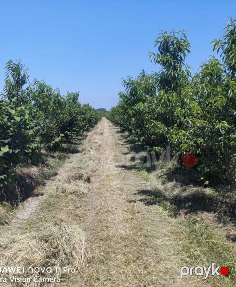 320 sot torpaq sahəsi, Xaçmaz r