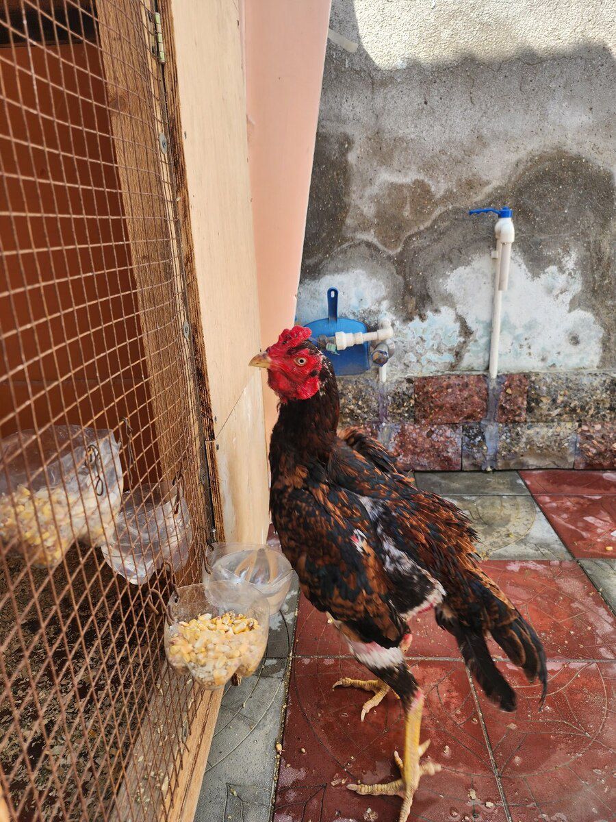 Heyratı — Quşlar, Bakı (7)
