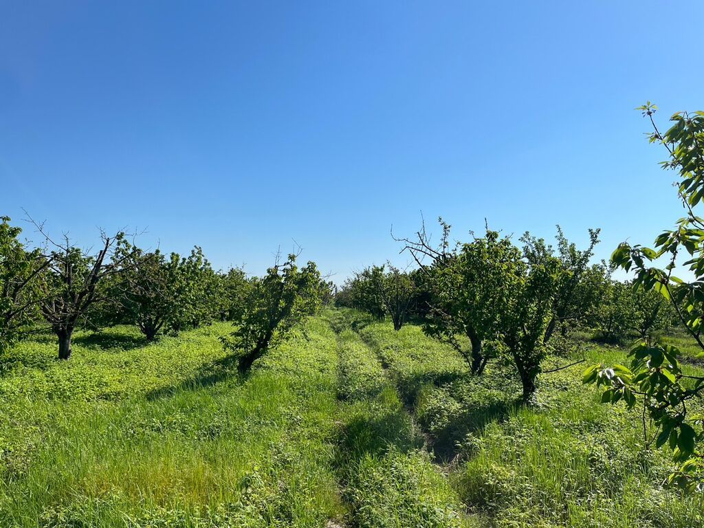 240 sot, Kənd təsərrüfatı, Kupça (Çıxarış) — Torpaq, Xaçmaz (3)