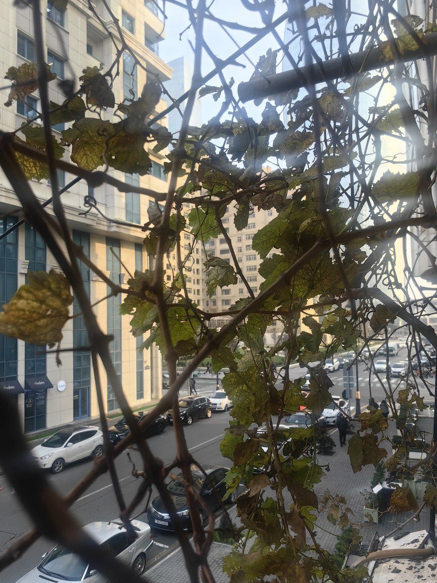İcarəyə verilir 2 otaqlı köhnə tikili 90 m² — Mənzil, Bakı (6)