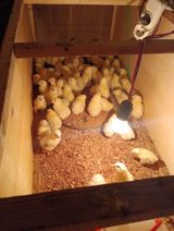 1 günlük Serebrist və Xarkov cücələri satılır. Artıq 5 günlükdürlər — Chickens and roosters