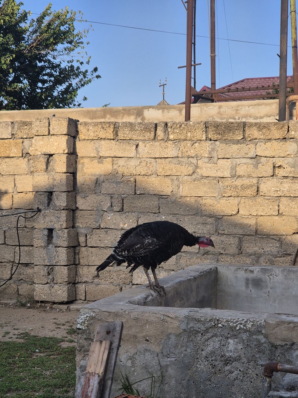 Salamaleykum Amerkanbronz — Digərləri, Bakı (6)