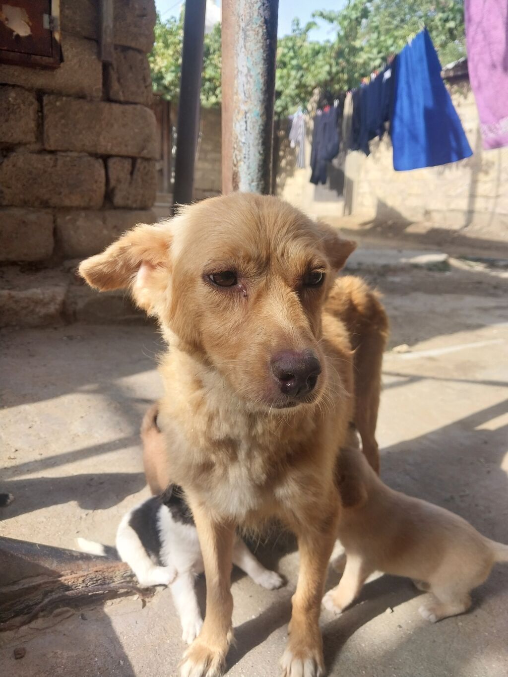 1 ay — Köpəklər, Bakı (9)