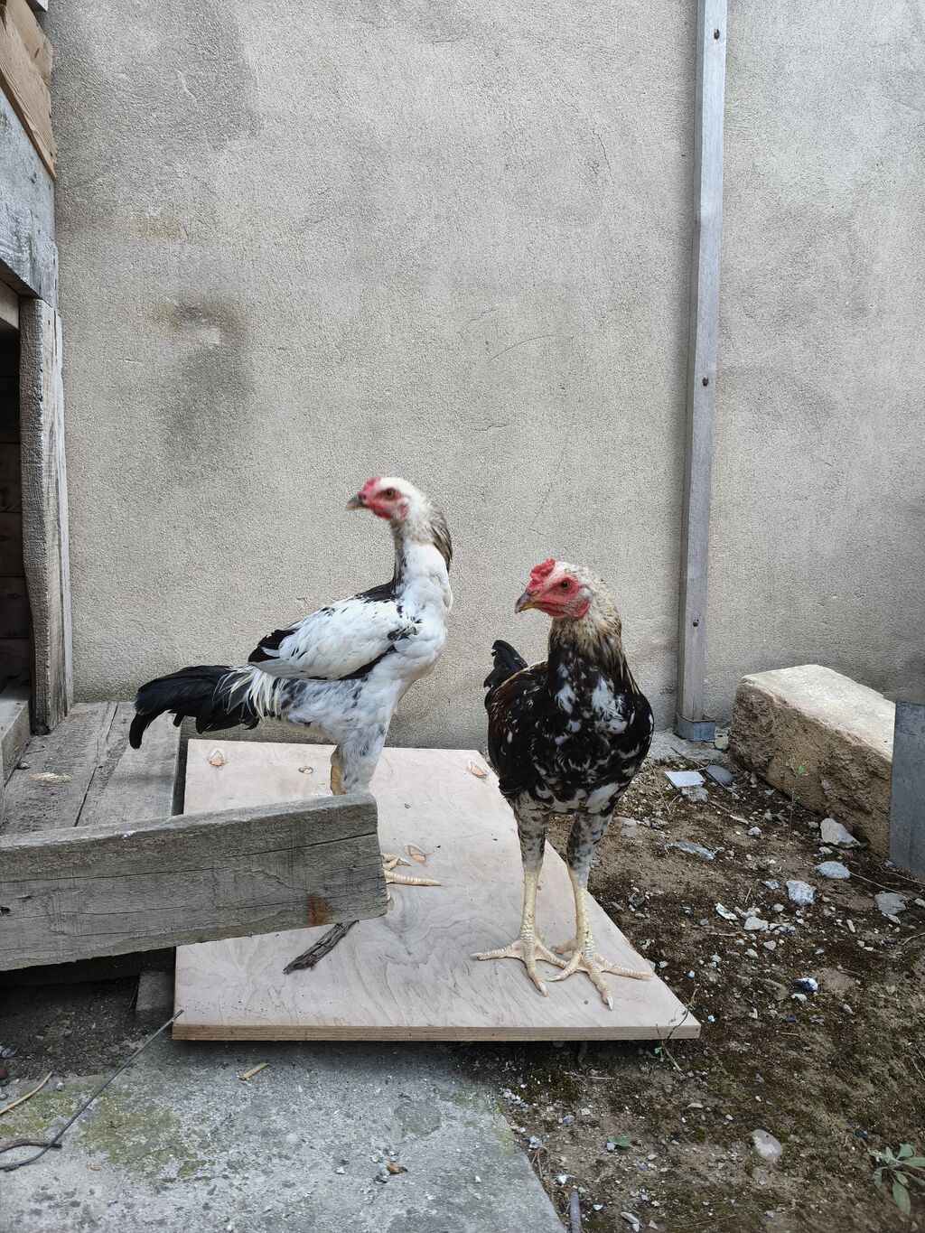 Xoruz, il: <1, Ünvandan götürmə — Toyuq və xoruz, Mehdiabad (2)