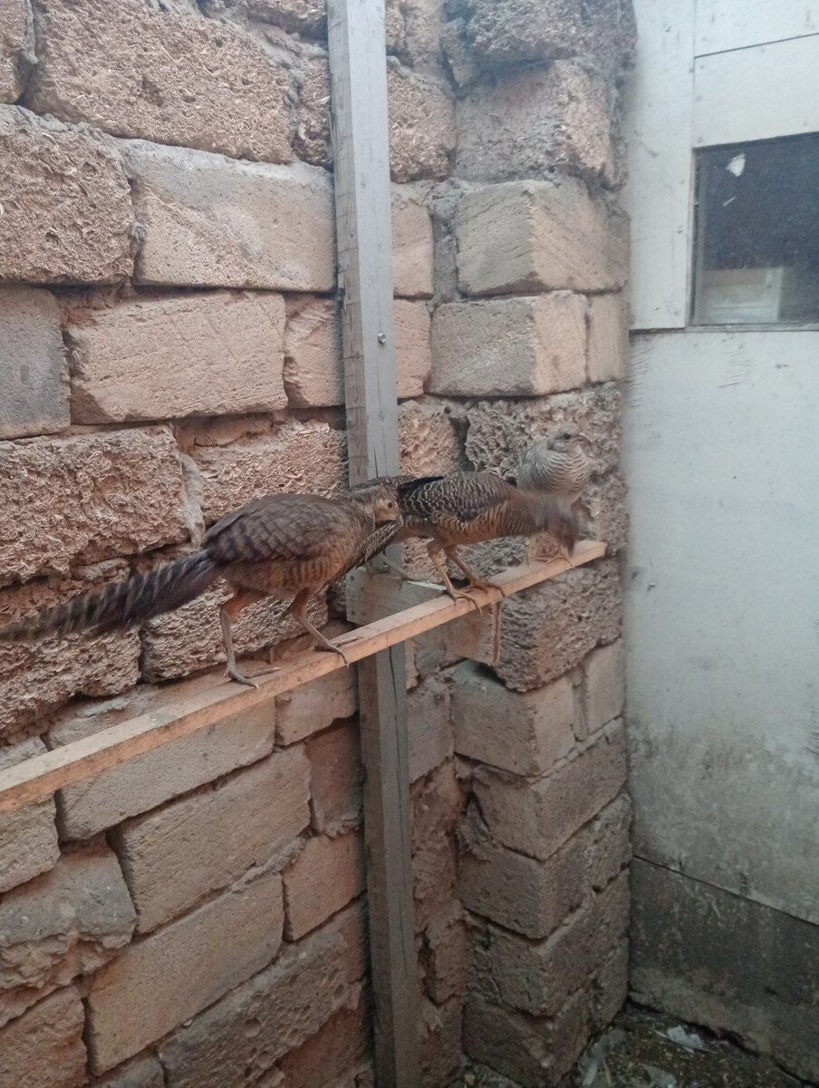 Qırqovullar — Quşlar, Bakı (6)