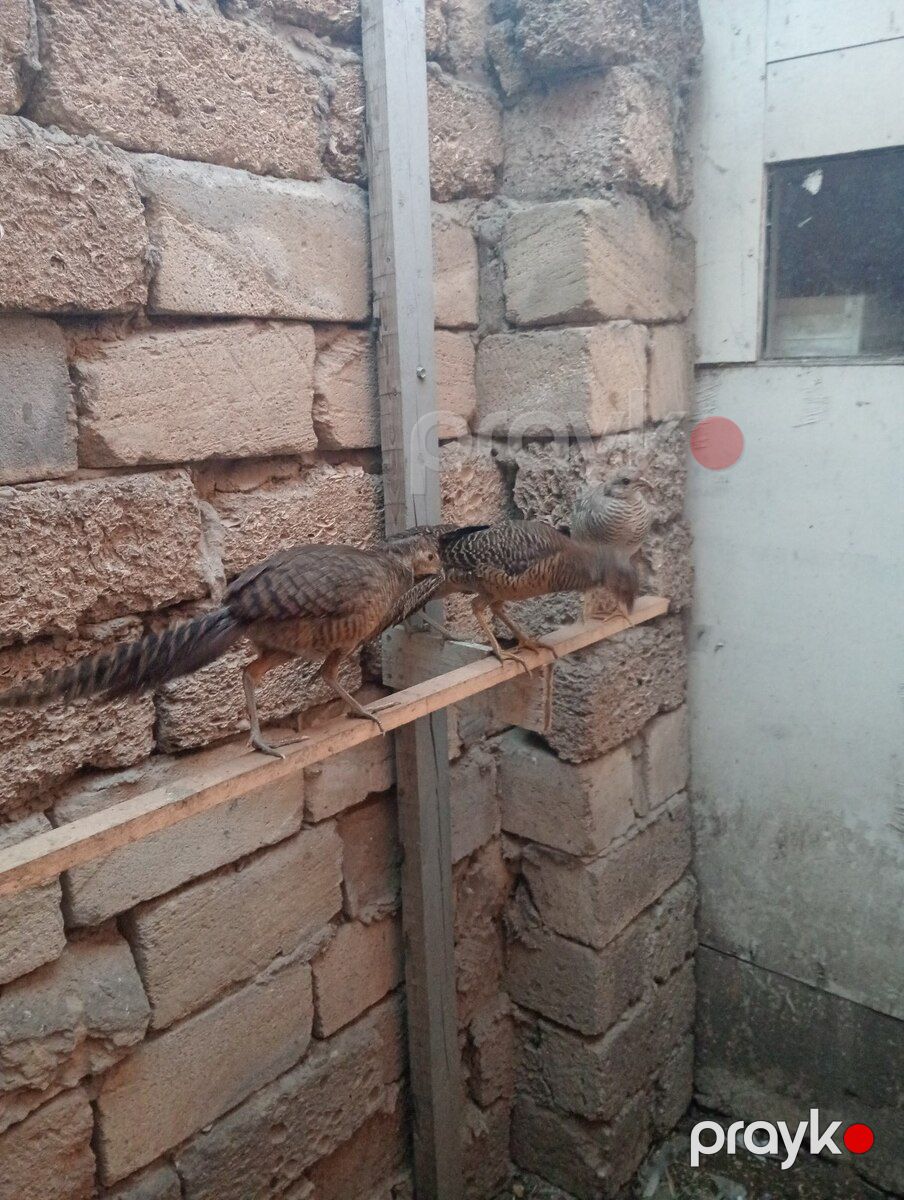 Qırqovul — Quşlar, Bakı (4)
