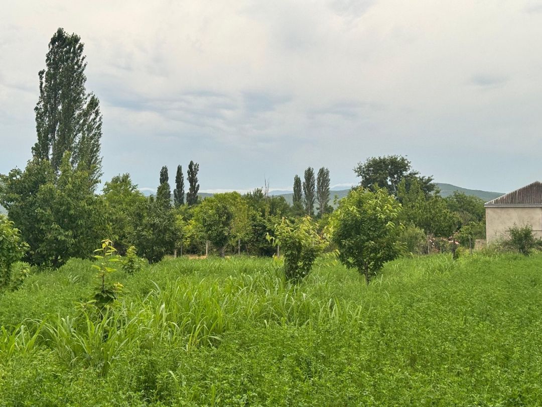 12 sot torpaq sahəsi, Günəşli kəndi — Torpaq, Şabran (11)