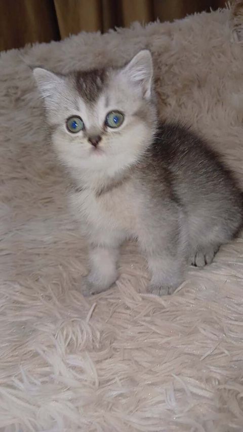 Şotland pişik balası — Bakı