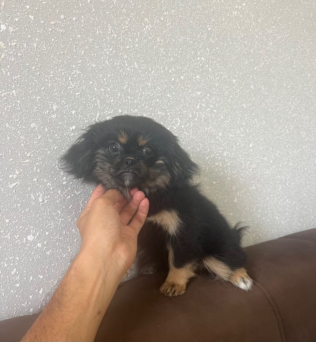 Pekines balası — Köpəklər, Bakı (5)