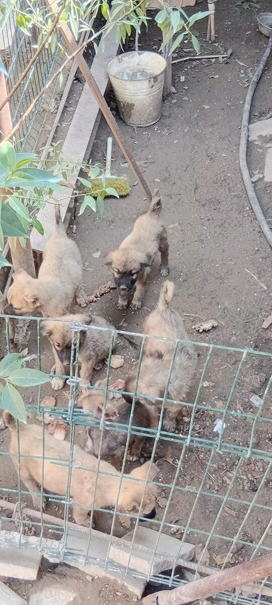 Çoban iti balaları — Heyvanlar, Bakı (5)