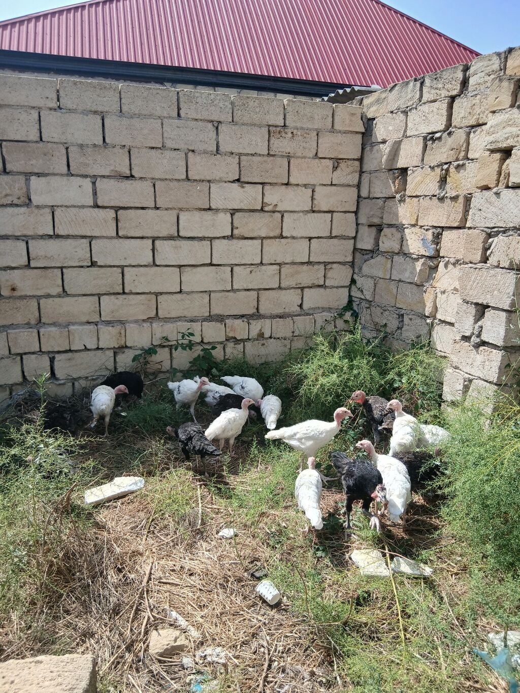 Hinduşka cücələri 2 aylıqdırlar tam sağlam hündüşqalardı qiymet — Digərləri, Sumqayıt (6)