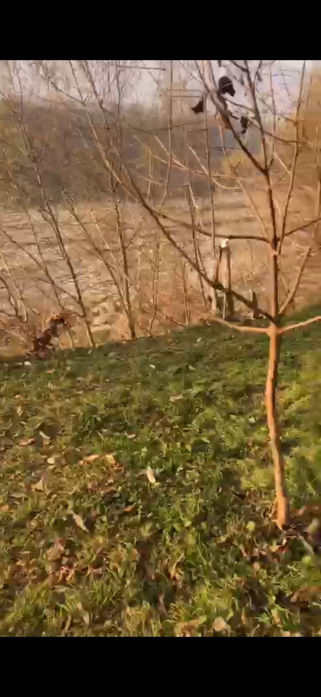 10 sot, Tikinti, Mülkiyyətçi, Kupça (Çıxarış) — Torpaq, Qəbələ (9)