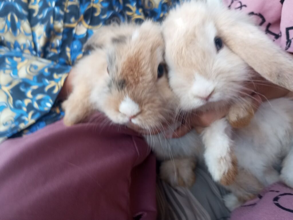 Holland Lop qulaqlı dekorativ dovşan balaları - Cins: Lop (sallanan — Dovşanlar, Digah (3)