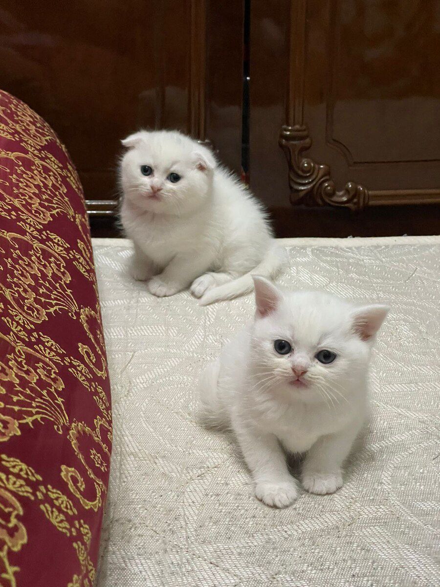 Şinşilla pişiyi — Pişiklər, Bakı (4)