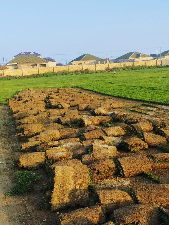 Qazon — Bitkilər, Bakı (2)