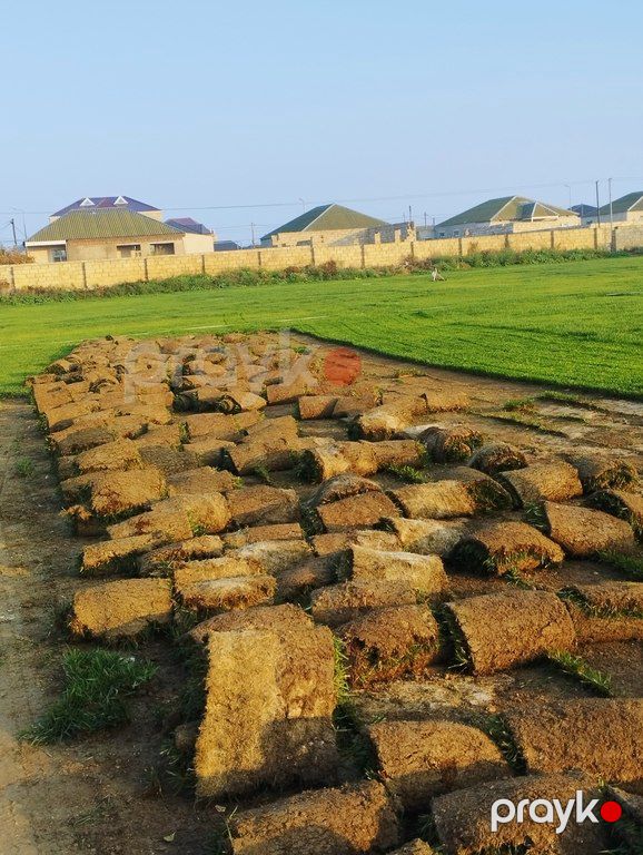 Qazon — Bitkilər, Bakı (5)