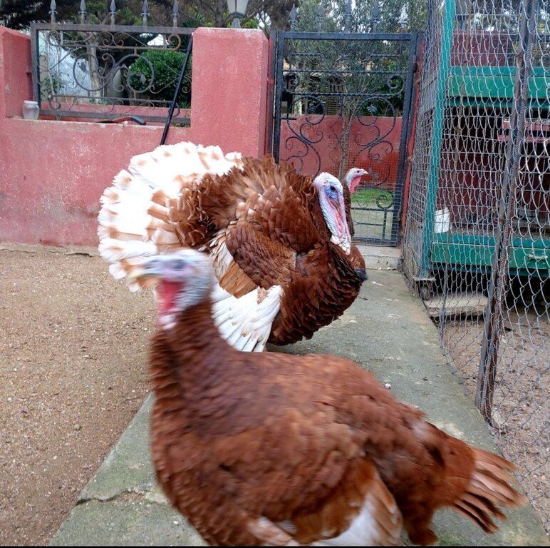 Red Burbon hinduşka yumurtası — Quşlar, Bakı (2)