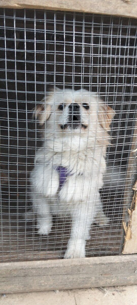 Pekines — Köpəklər, Bakı (5)