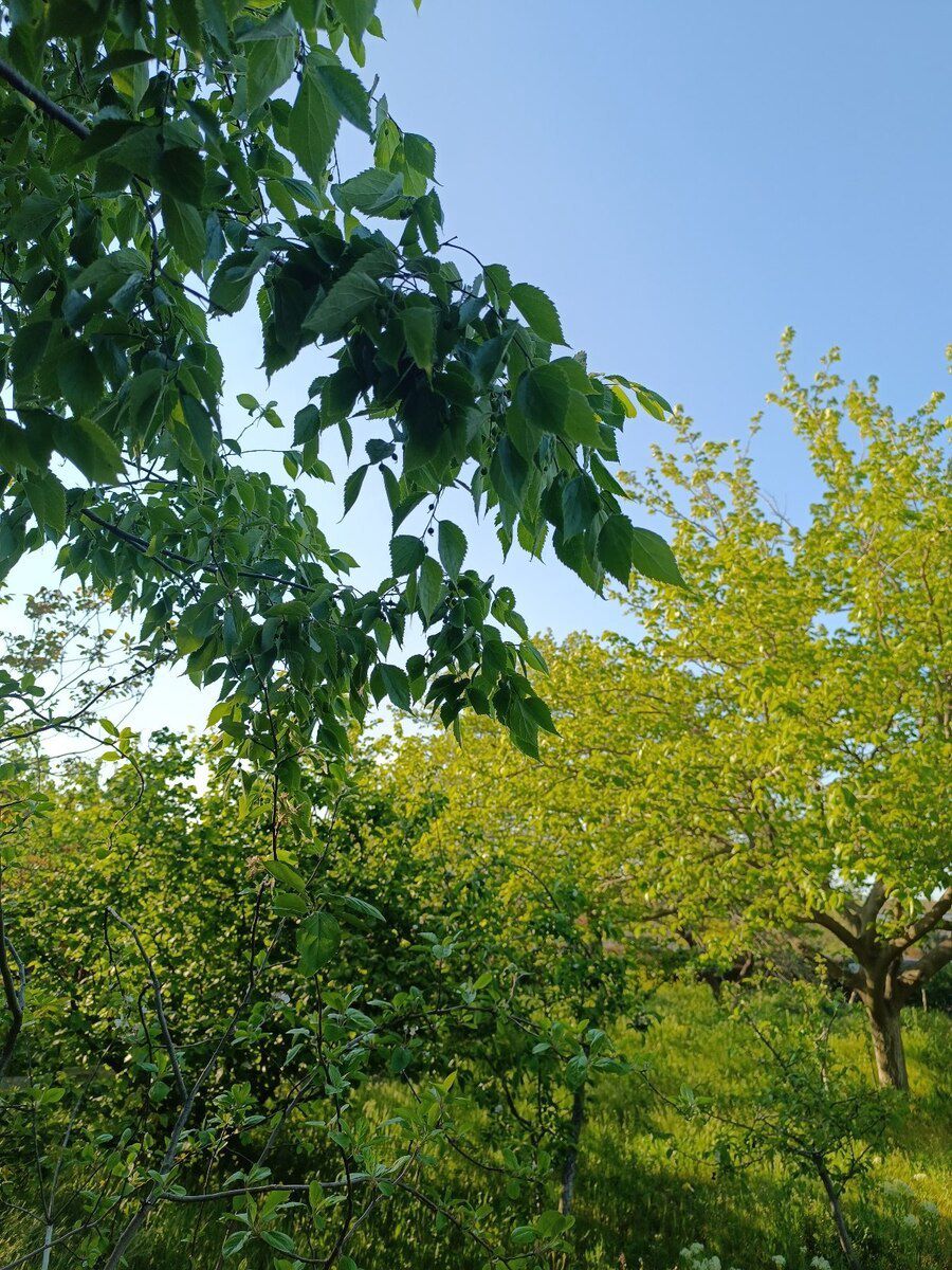 5 sot torpaq sahəsi, Saray qəs — Torpaq, Bakı