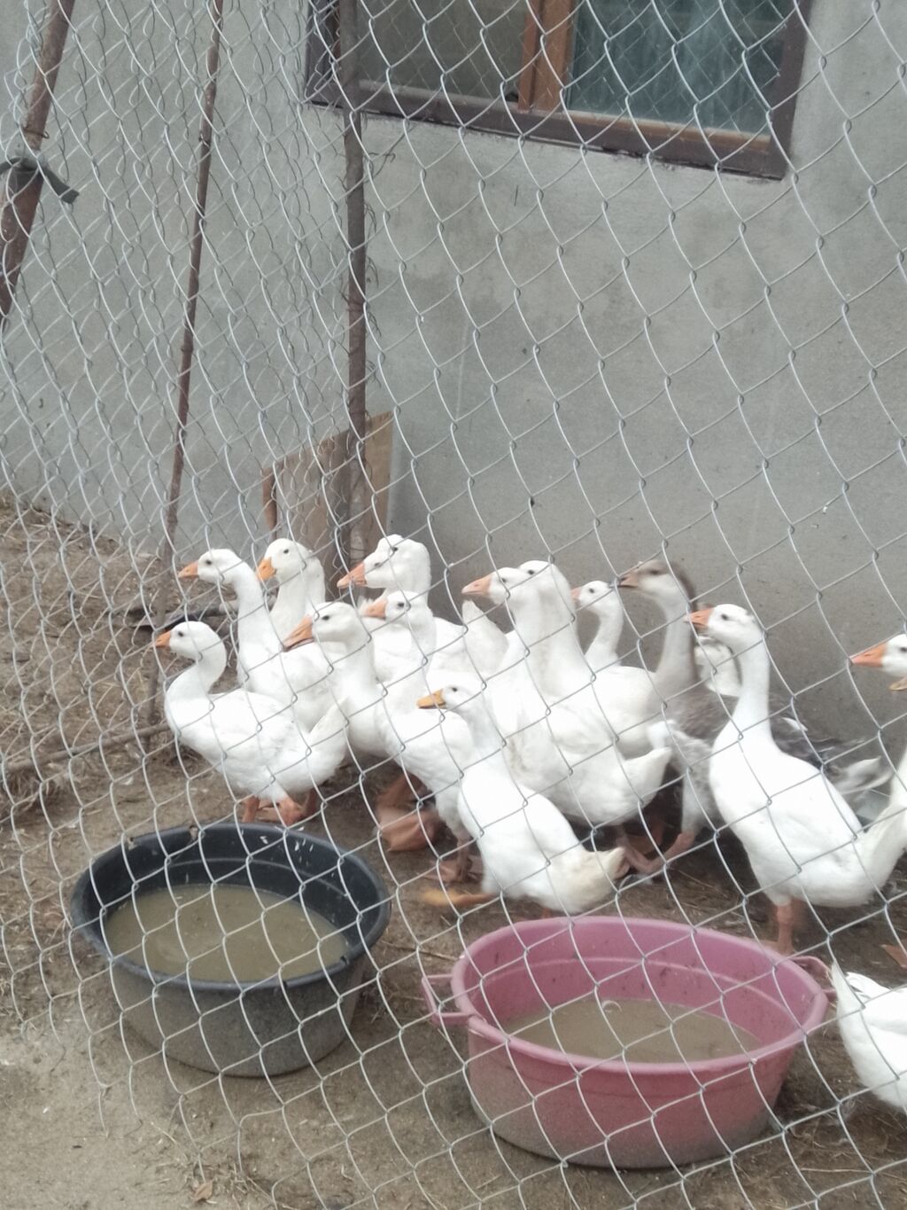Linda qazlarıPekin ordeyleri 20m Pekin ordeyi,25 m Linda qazlari — Digərləri, Novxanı (5)