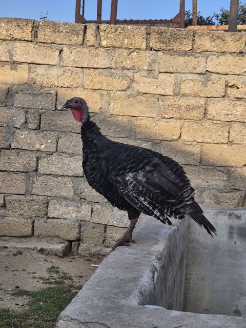 Salamaleykum Amerkanbronz — Bakı