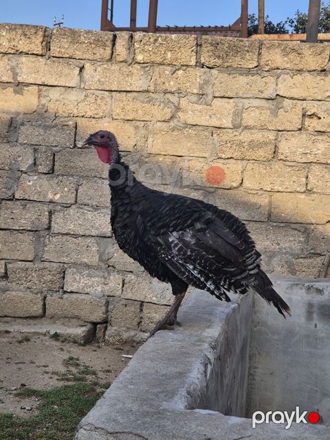 Salamaleykum Amerkanbronz — Bakı