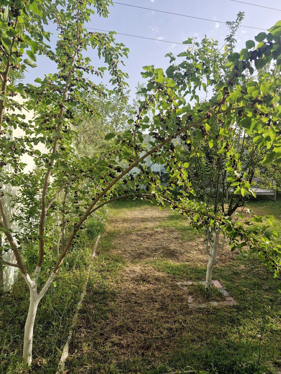 Bağ evi kirayə verilir, Türkan qəs — Ev, villa, Bakı (5)