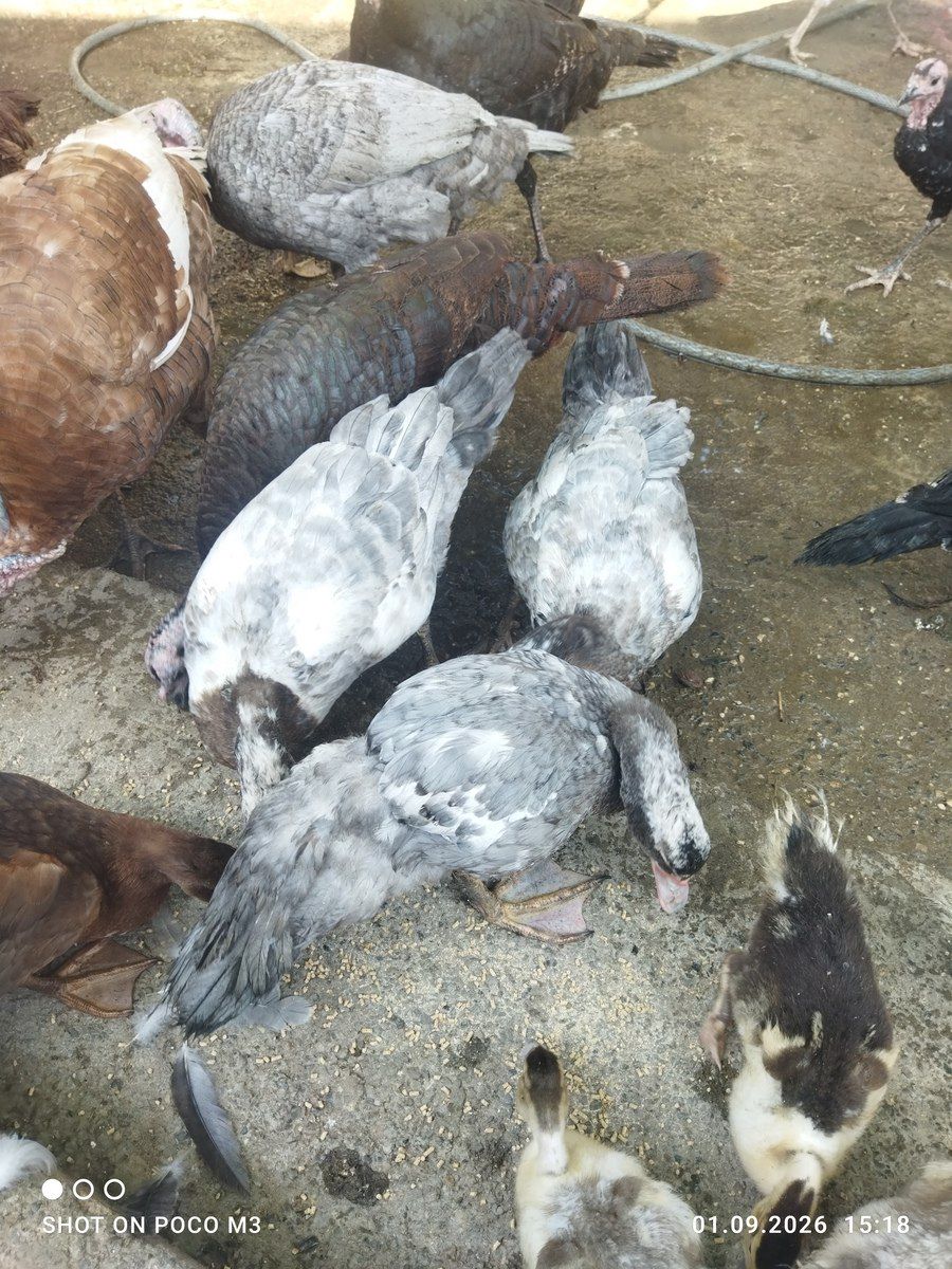 Ördəklər — Quşlar, Bakı (3)