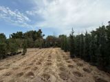 15.3 sot torpaq sahəsi, Buzovna qəs — Abşeron Bağları — Land plot