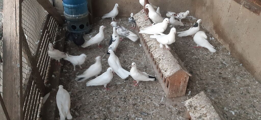 Coxsu Tutulmadir — Göyərçin, Masazır (2)