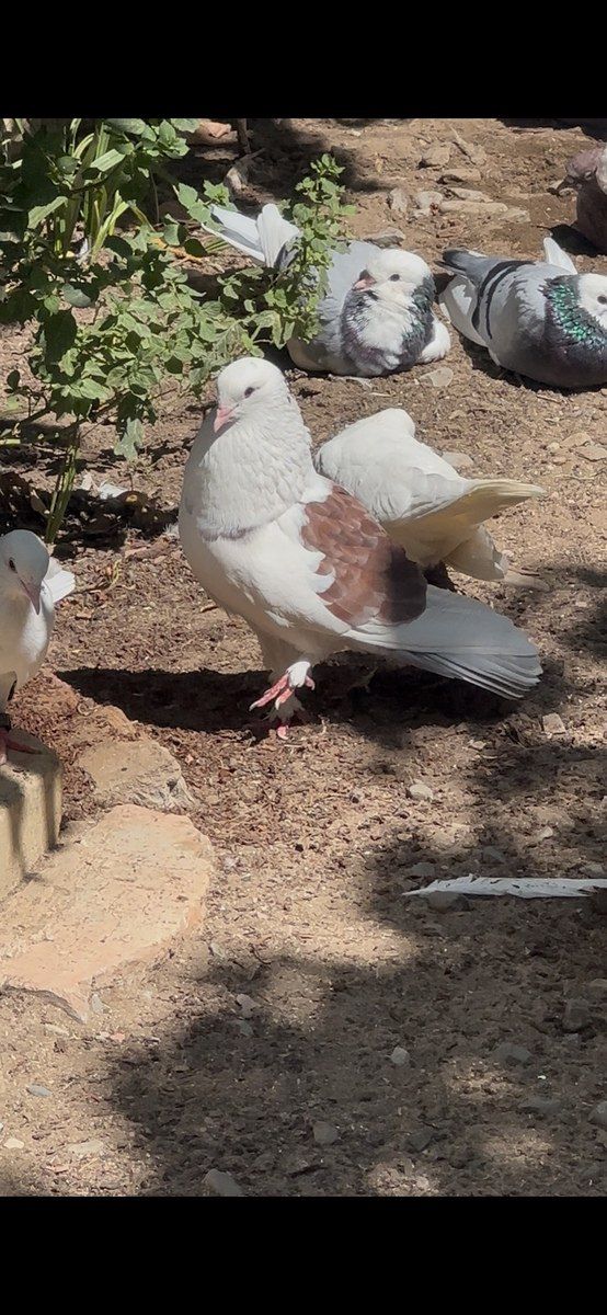 Göyərçinlər — Quşlar, Bakı (2)