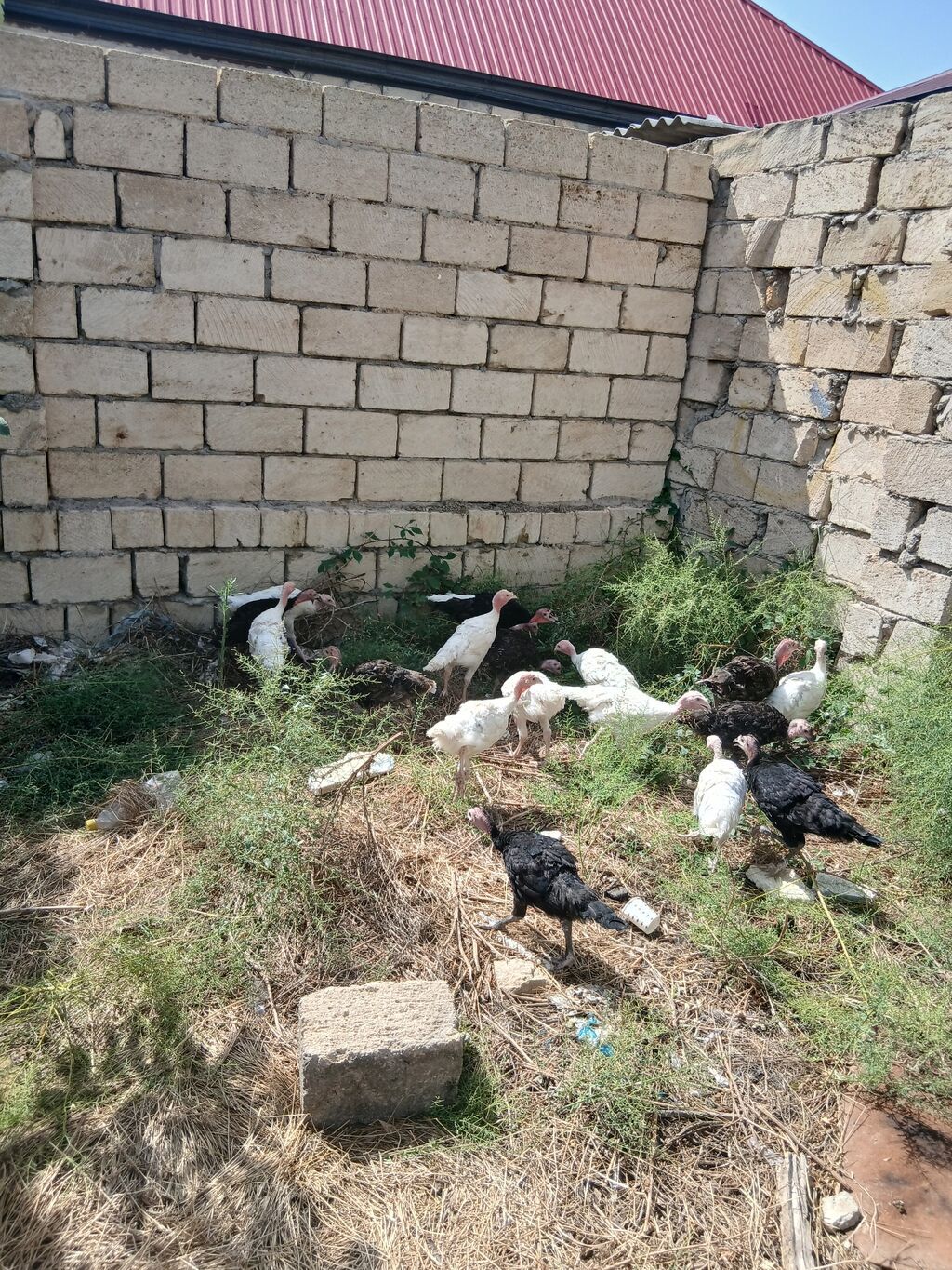Hinduşka cücələri 2 aylıqdırlar tam sağlam hündüşqalardı qiymet — Digərləri, Sumqayıt (4)