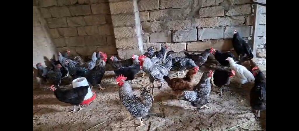 Temiz xorkov toyuq ve xoruzlar sürüyle satılır teki 25 AZN — Toyuq və xoruz, Digah (9)