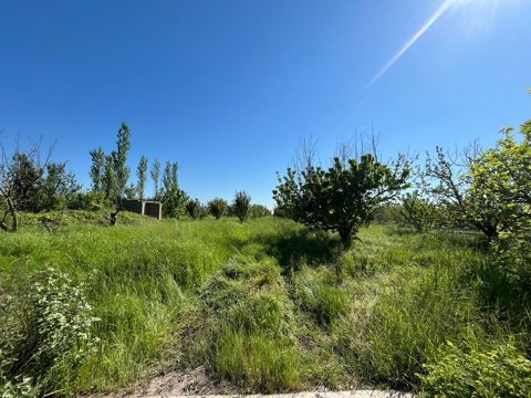 240 sot, Kənd təsərrüfatı, Kupça (Çıxarış) — Xaçmaz