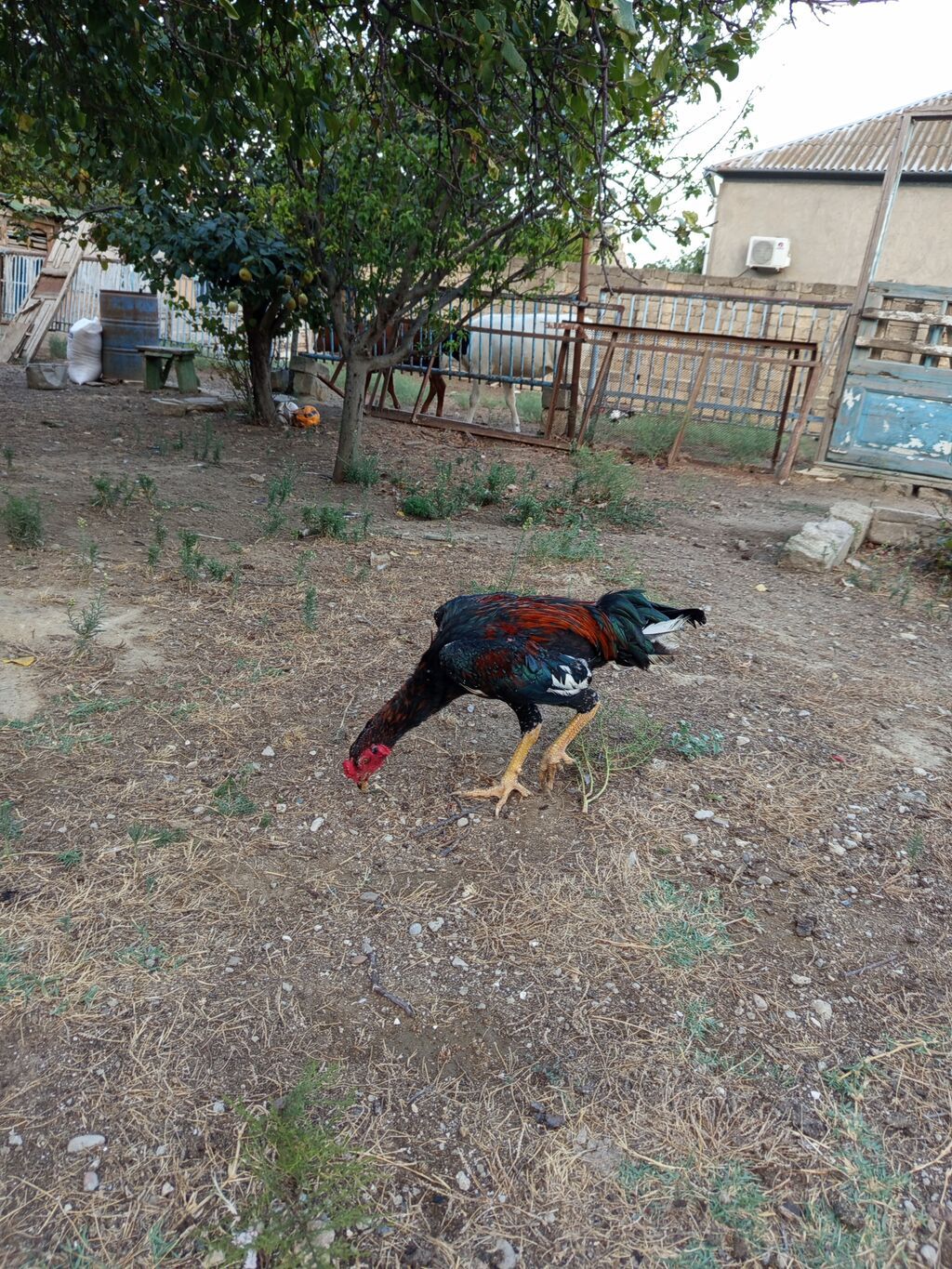 Heyrati bece normal saglam cins heyvandi masallah — Quşlar, Bakı (3)