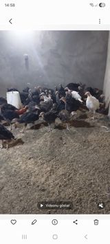 Məhsul: Türki bala sürüsü Təsvir: - Şəkillərdə görünən xüsusi — YUSİF.